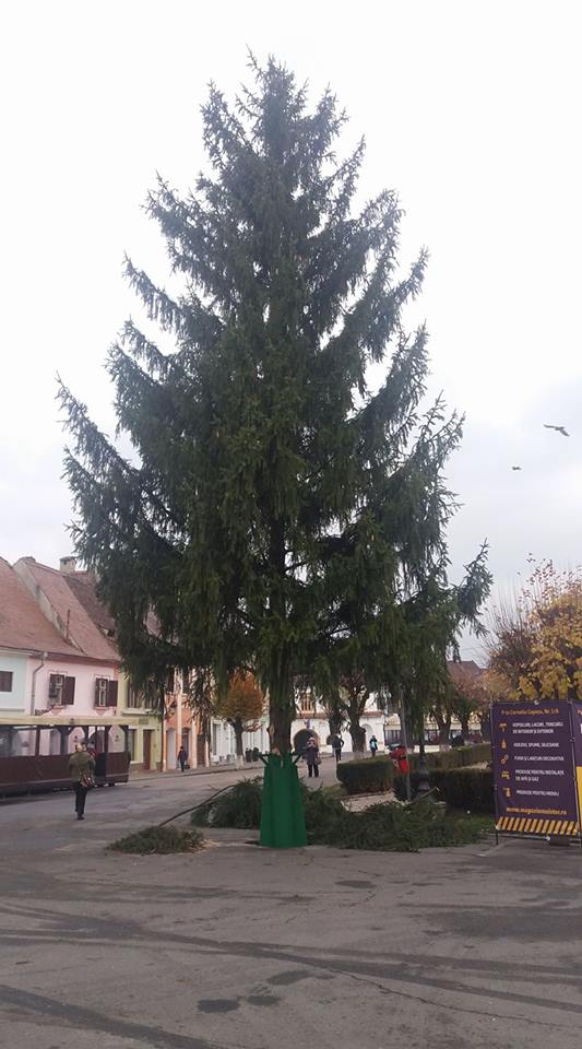 Brad de 13 metri în centrul istoric al orașului