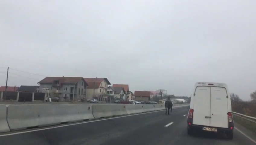 VIDEO: Pericol pe șosea! Un cal se plimbă pe DN1 printre mașini, la Șelimbăr