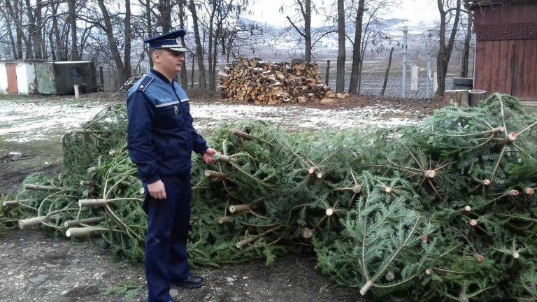 100 de pomi de Crăciun, confiscați de polițiștii sibieni