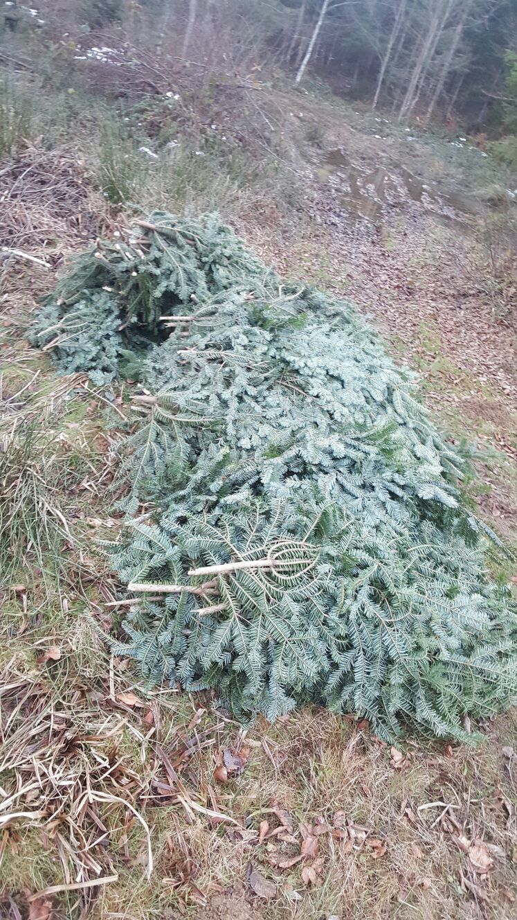 A furat 100 de kilograme de cetină de brad și a primit o amendă usturătoare