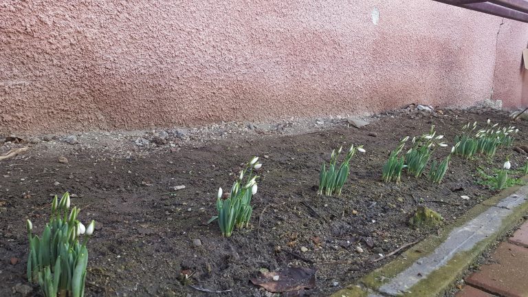 „Gerul” Bobotezei a adus….ghiocei în județul Sibiu