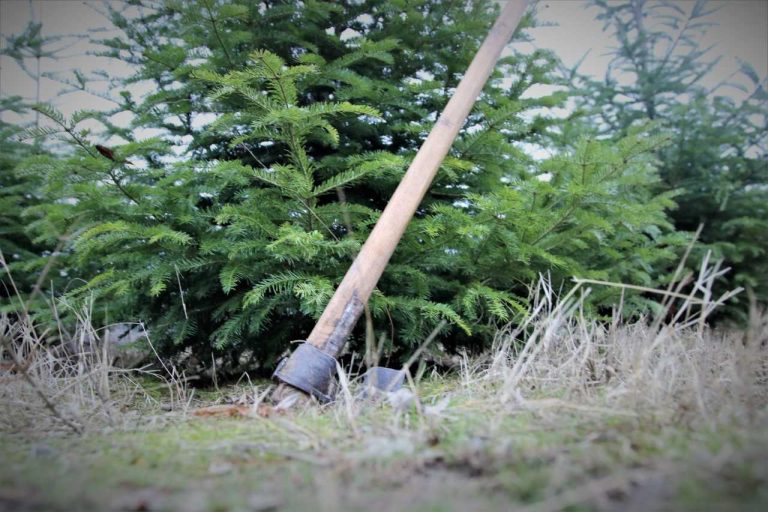 Scădere uriașă a pomilor de Crăciun tăiați ilegal în 2017