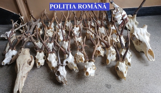 Bărbat din Dumbrăveni, arestat pentru braconaj. E acuzat că a vânat urși