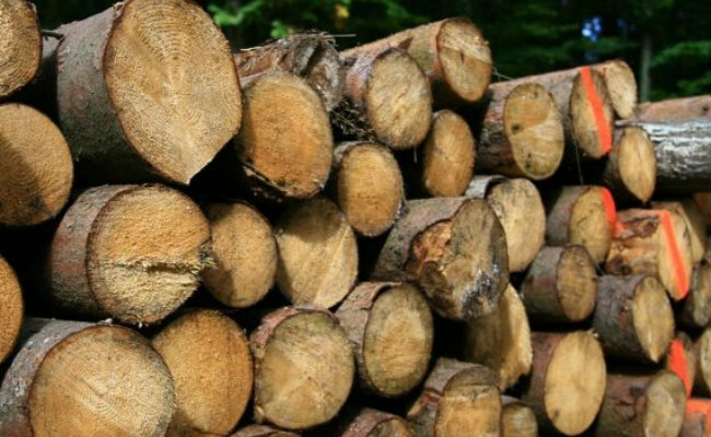 Dosar penal pentru doi sibieni care au tăiat ilegal arbori