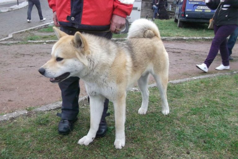 Câinii fac spectacol într-o super expoziție canină
