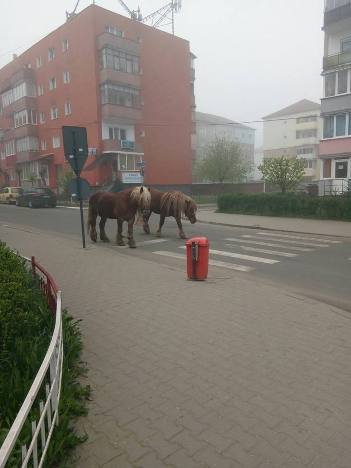FOTO – Doi cai, la plimbare în cel mai mare cartier la orașului