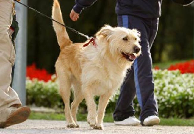 Persoanele infectate cu variola maimuţei trebuie să evite contactele cu animalele lor de companie