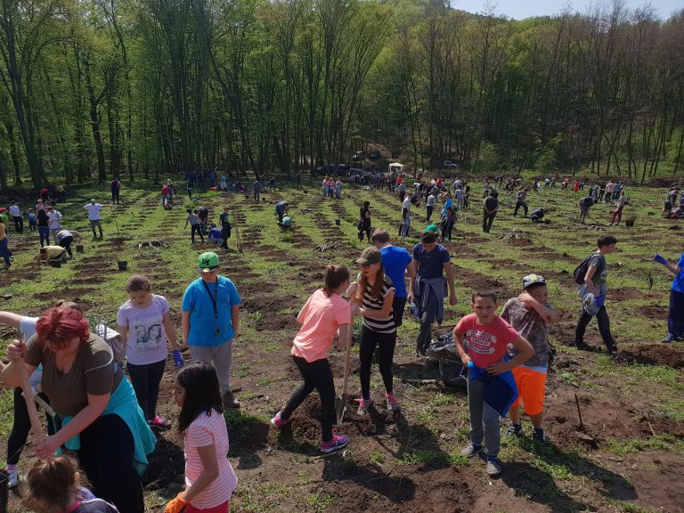 Plantare de puieți, în weekend, la Mediaș