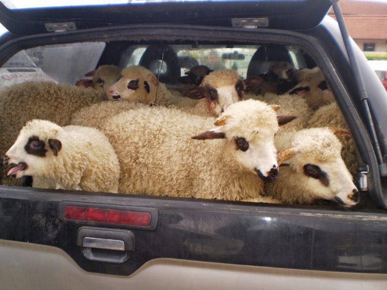 Au furat şi sacrificat un miel de la o stână. Acum sunt cercetaţi pentru tâlhărie