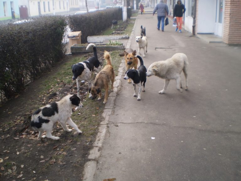 Problema maidanezilor, în dezbatere publică