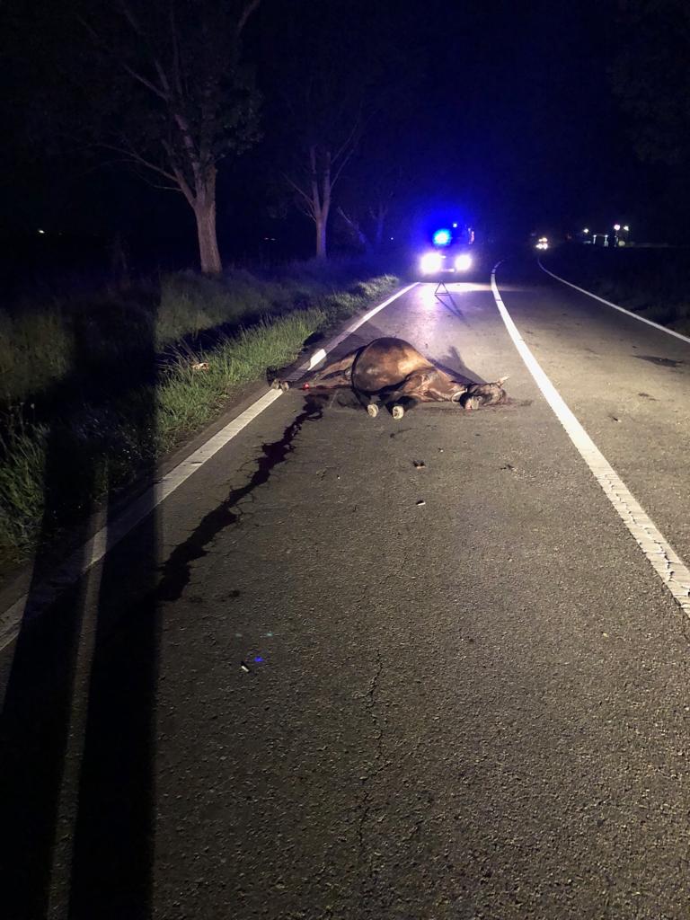 FOTO: Doi cai loviți de o mașină pe Calea Șurii Mici, polițiștii îl caută pe proprietarul animalelor