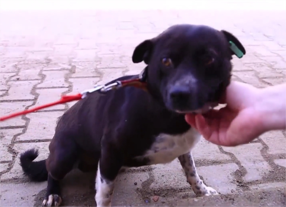 Peste o sută de câini așteaptă să fie adoptați, la adăpostul din subordinea Primăriei SIbiu. VIDEO