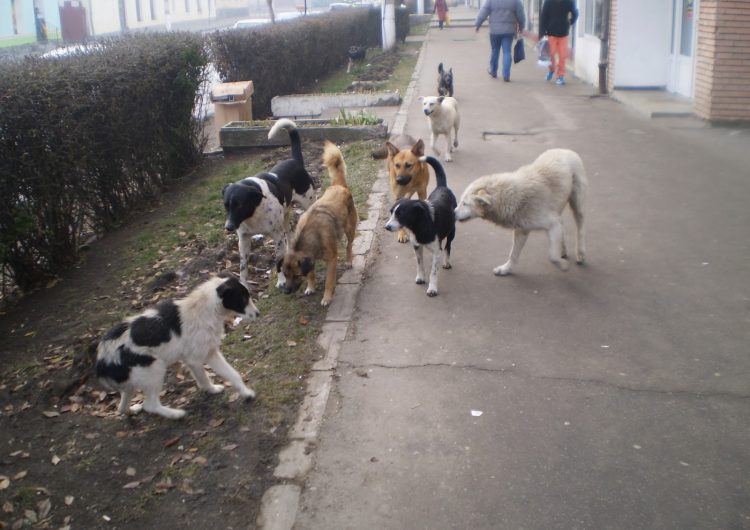 De miercuri începe ridicarea maidanezilor din Mediaș