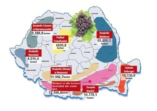 Beneficii pentru viticultorii care acceseaza programul de restructurare-reconversie