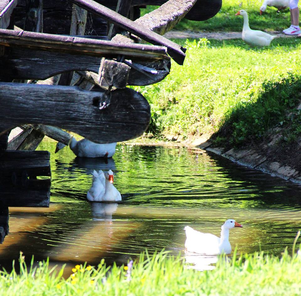 La cosit, în Muzeul din Dumbrava Sibiului