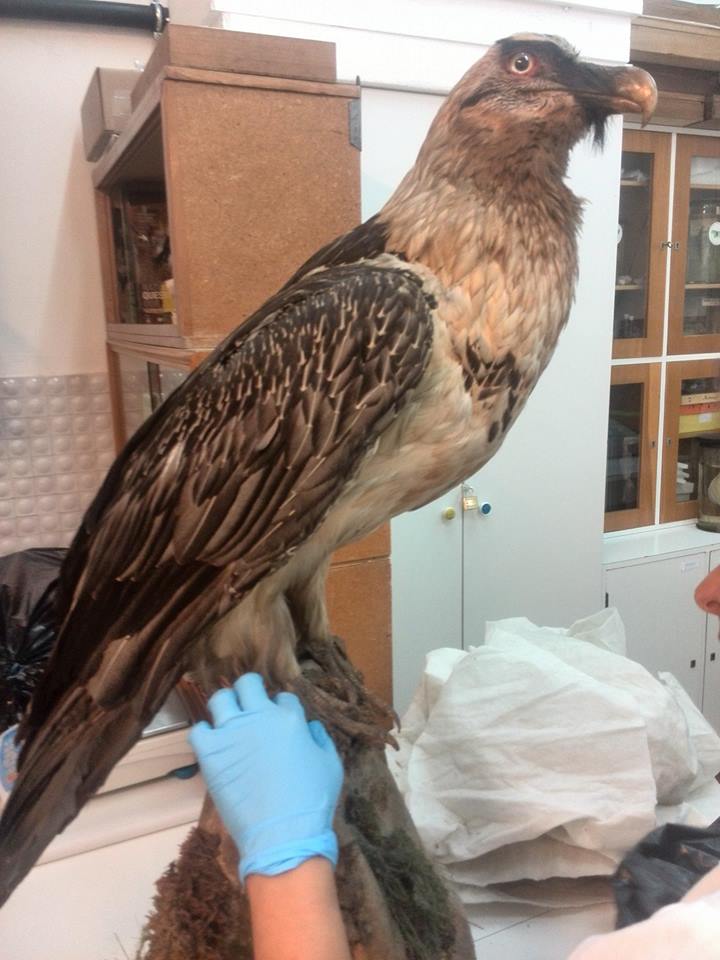 Vulturul bărbos s-a întors la Sibiu, după 40 de ani