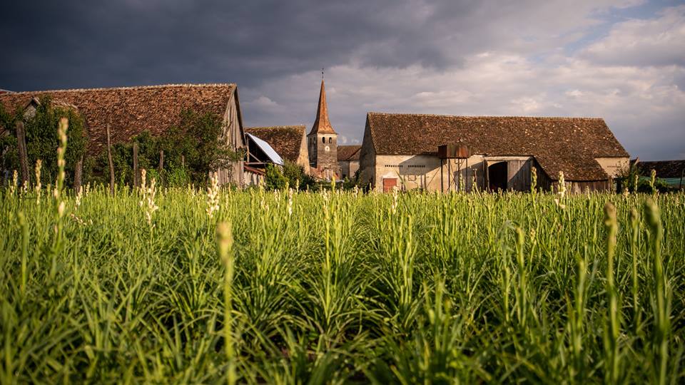 Sărbătoarea tuberozei, în primul weekend al lunii august, la Hoghilag