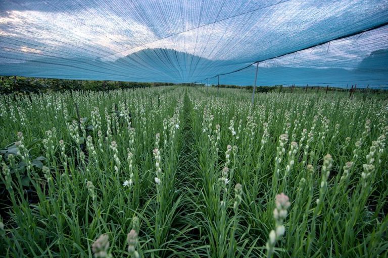 Tuberoza de Hoghilag va fi prima floare din România şi a treia din Europa protejată la nivel european