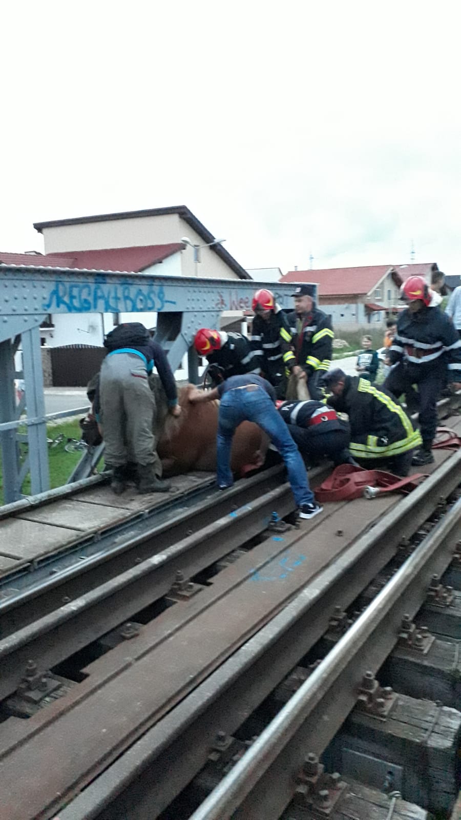 FOTO-VIDEO: Intervenție dramatică de salvare a unui cal căzut între șine pe un pod de cale ferată