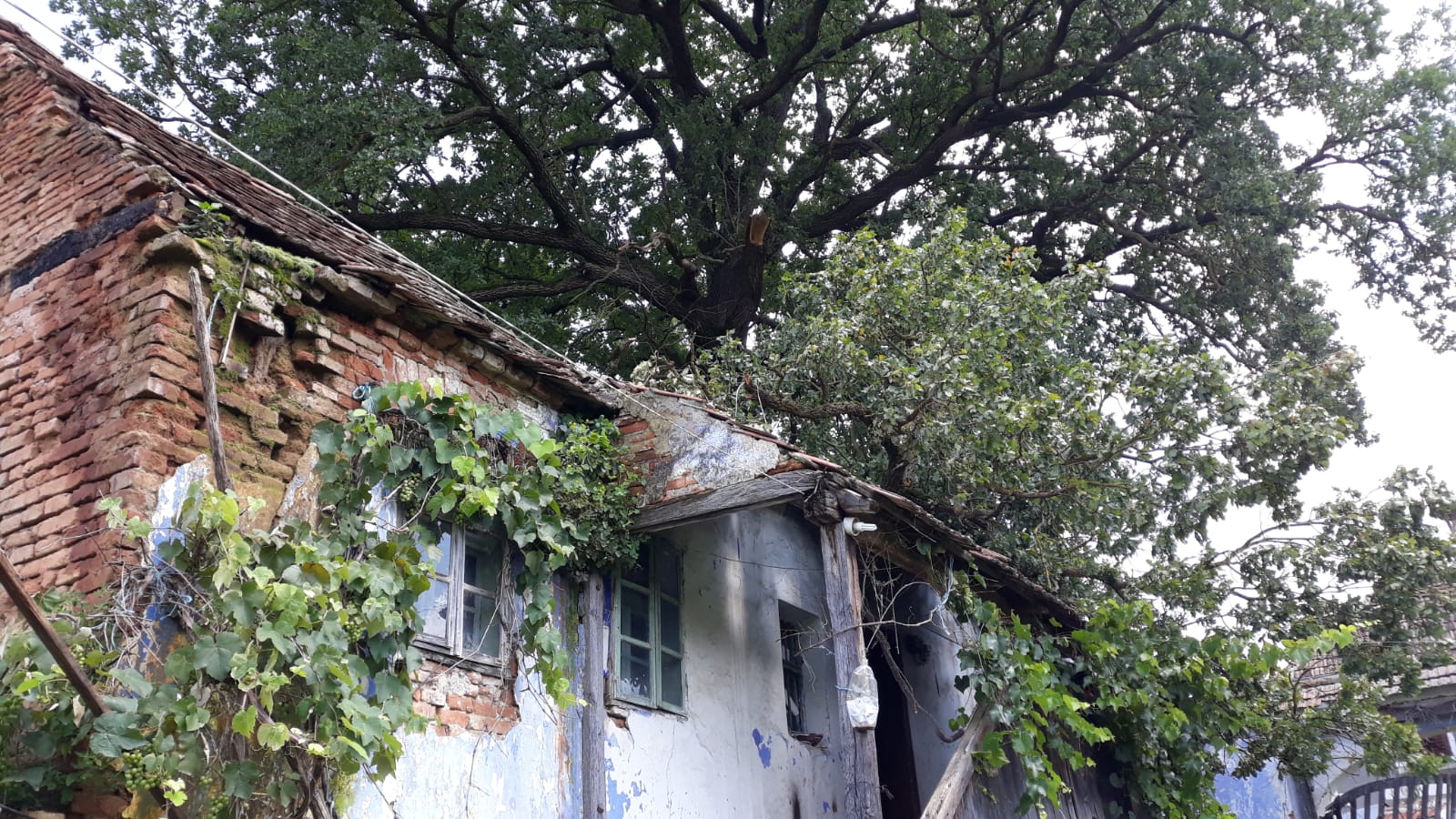 FOTO: Copac căzut peste o casă în Săsăuș, au intervenit pompierii