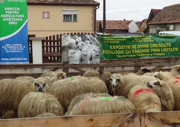 Cum să vă îngrijiţi animalele în zilele cu temperaturi ridicate