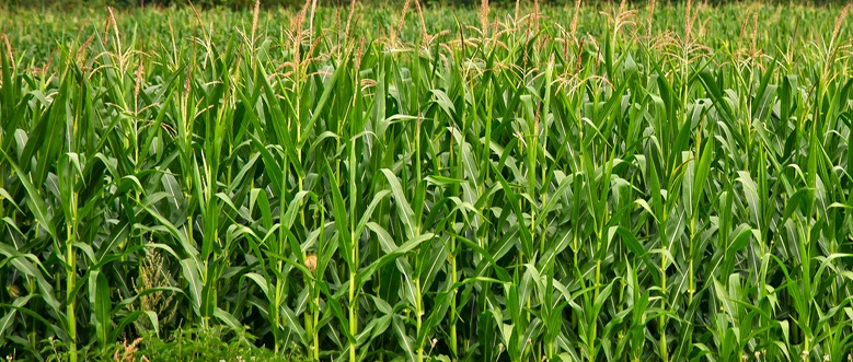 Daea:”Ordinul emis nu vizeaza distrugerea sau arderea culturilor agricole!”