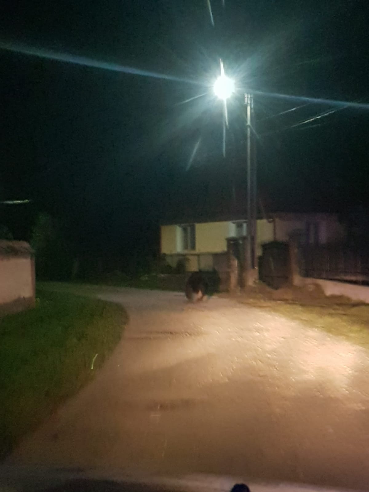 Urs care alerga pe străzile din Porumbacu de Jos, îndepărtat de polițiști