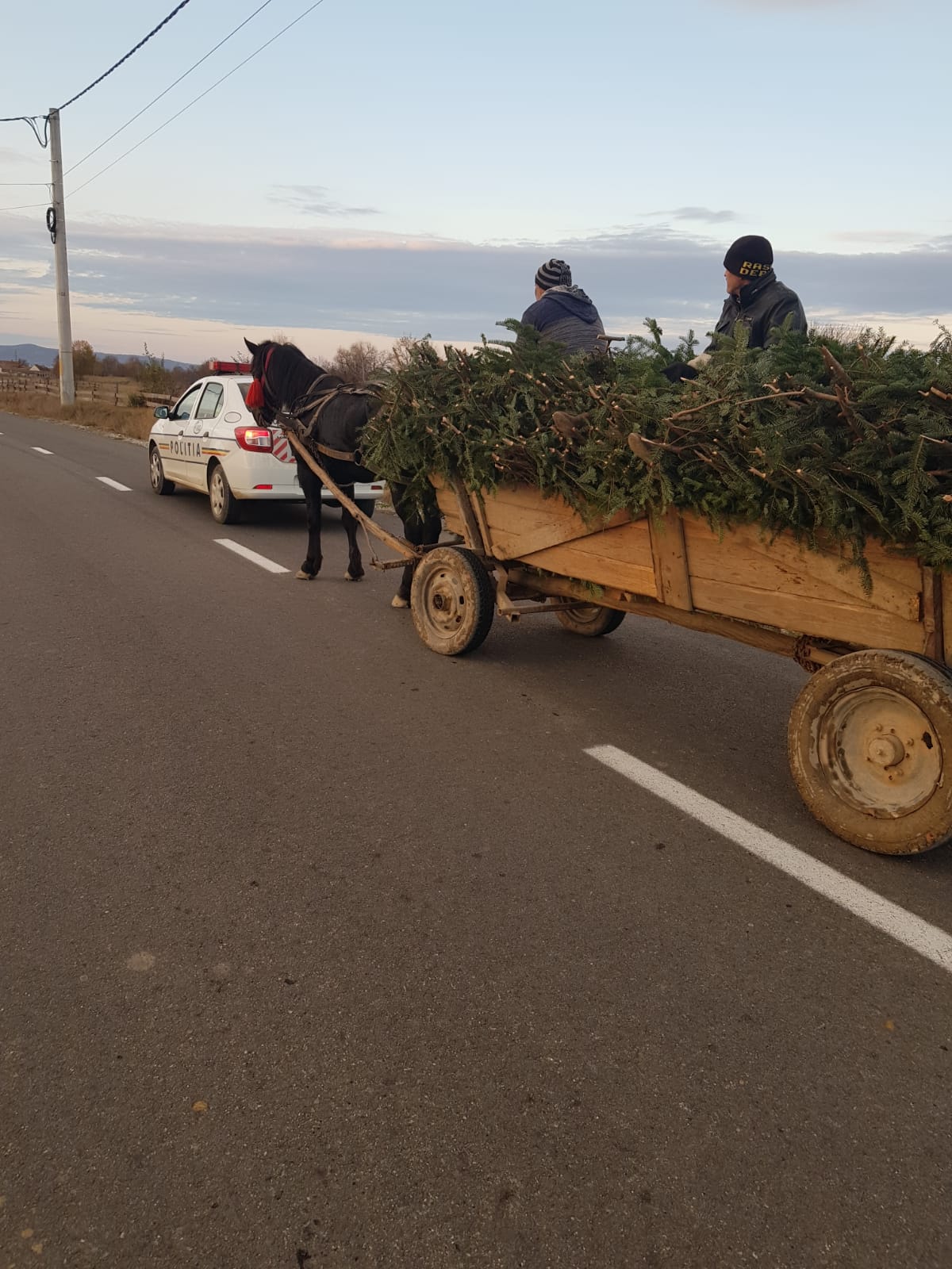 Bărbat din Porumbacu de Sus prins de polițiști cu cetină furată