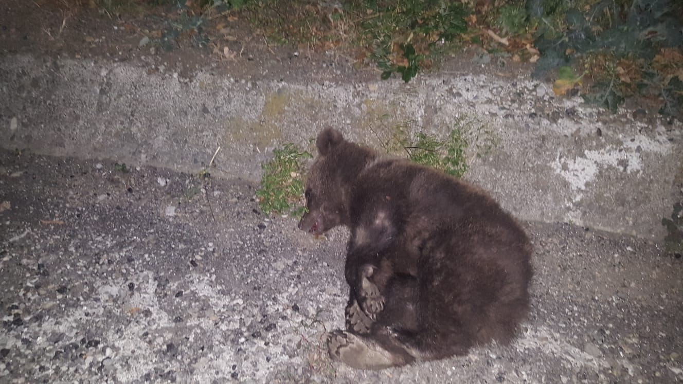 Doi urși loviți de mașini pe DN7, la Boița. Unul dintre urși a murit