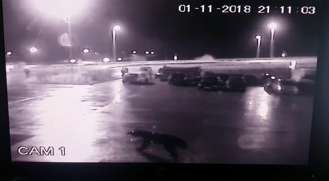 VIDEO: Un urs a intrat în curtea Centrului de Întreținere și Coordonare a drumurilor de la Sălișe. Animalul a ieșit apoi pe autostradă unde a fost lovit de un TIR