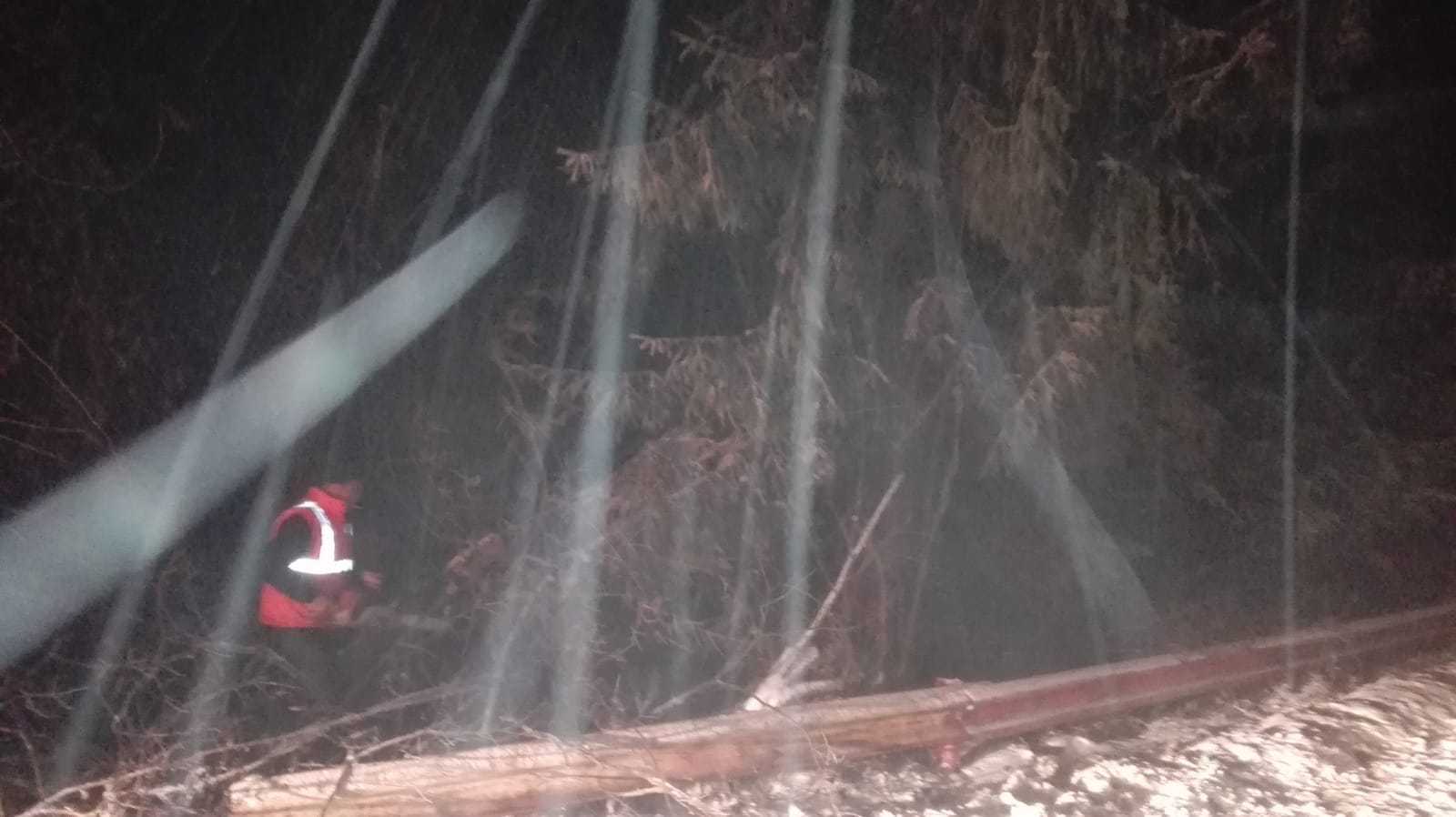 FOTO – Viscolul a doborât câțiva copaci pe drumul spre Păltiniș