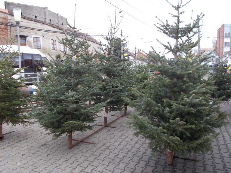 FOTO – Brazii de Crăciun au ajuns în piață. Care sunt prețurile