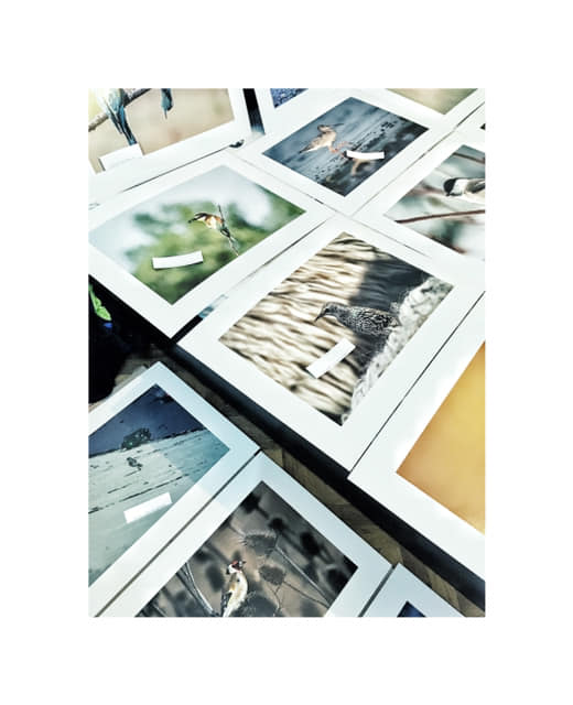 „Păsările cerului”, expoziție în memoria a doi fotografi, la Muzeul de Istorie Naturală