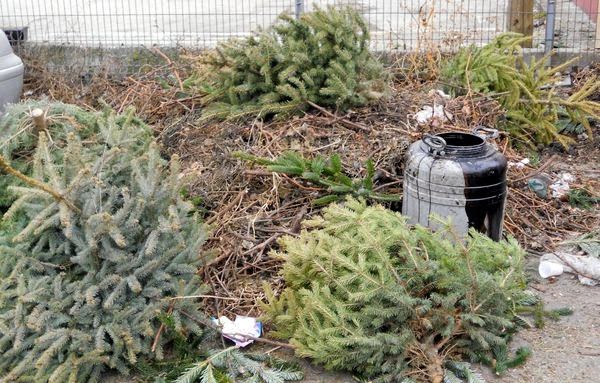 Începe colectarea brazilor de Crăciun, în Mediaș