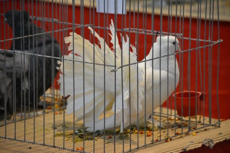 Expoziție de porumbei, iepuri și găini de rasă, la Mediaș