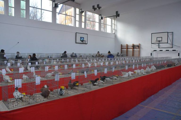 FOTO – Super-expoziție de iepuri, porumbei și găini de rasă