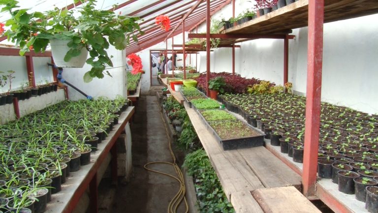 FOTO – Zeci de mii de flori vor fi plantate în Mediaș