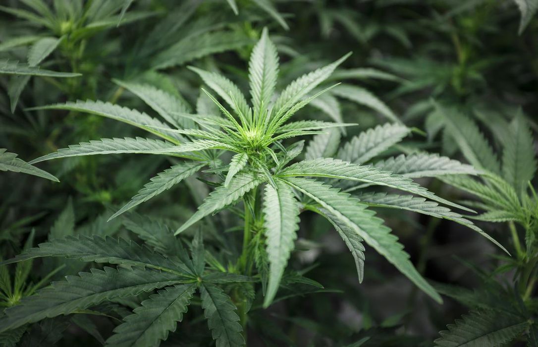 Ministrul Finanțelor Eugen Teodorovici susține că se analizează legalizarea canabisului în România