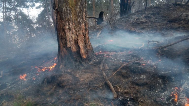FOTO / VIDEO – Un incendiu a distrus 12 hectare de pădure