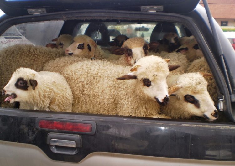 Ciobanii din România au primit lovitura de grație înainte de Paște. Nu mai pot vinde miei în UE