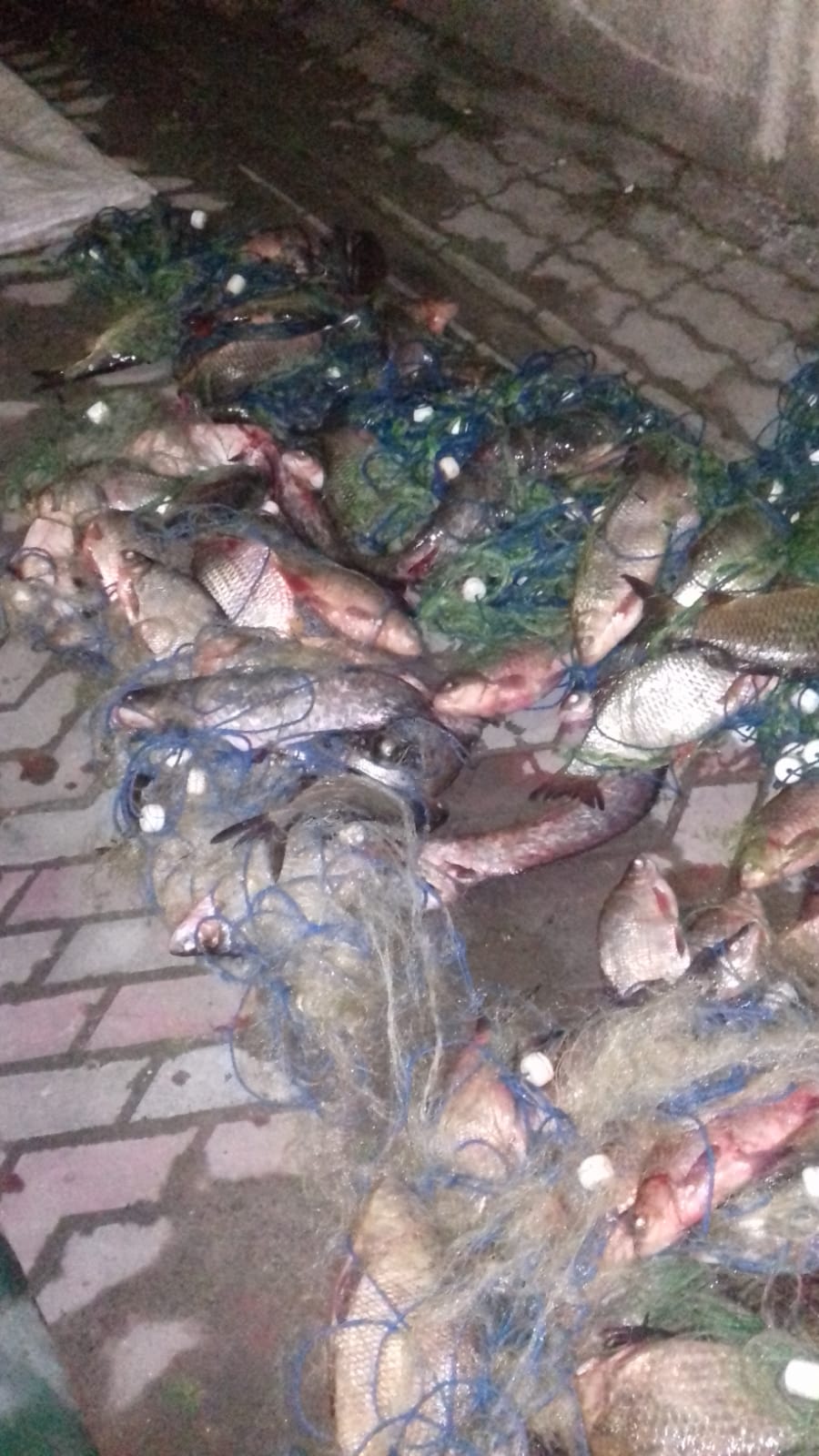 FOTO: Braconieri prinși pe râul Olt, aveau sute de kilograme de pește