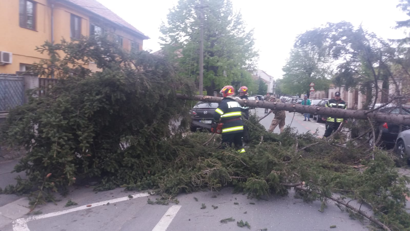 VIDEO Trafic blocat pe strada Ștefan cel Mare din Sibiu din cauza unui brad căzut
