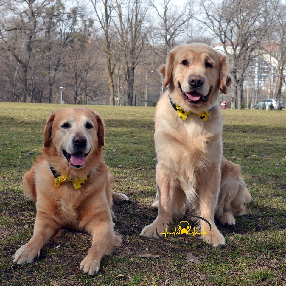 Copiii, invitați la „Cea mai HAMtastică zi de vacanță”