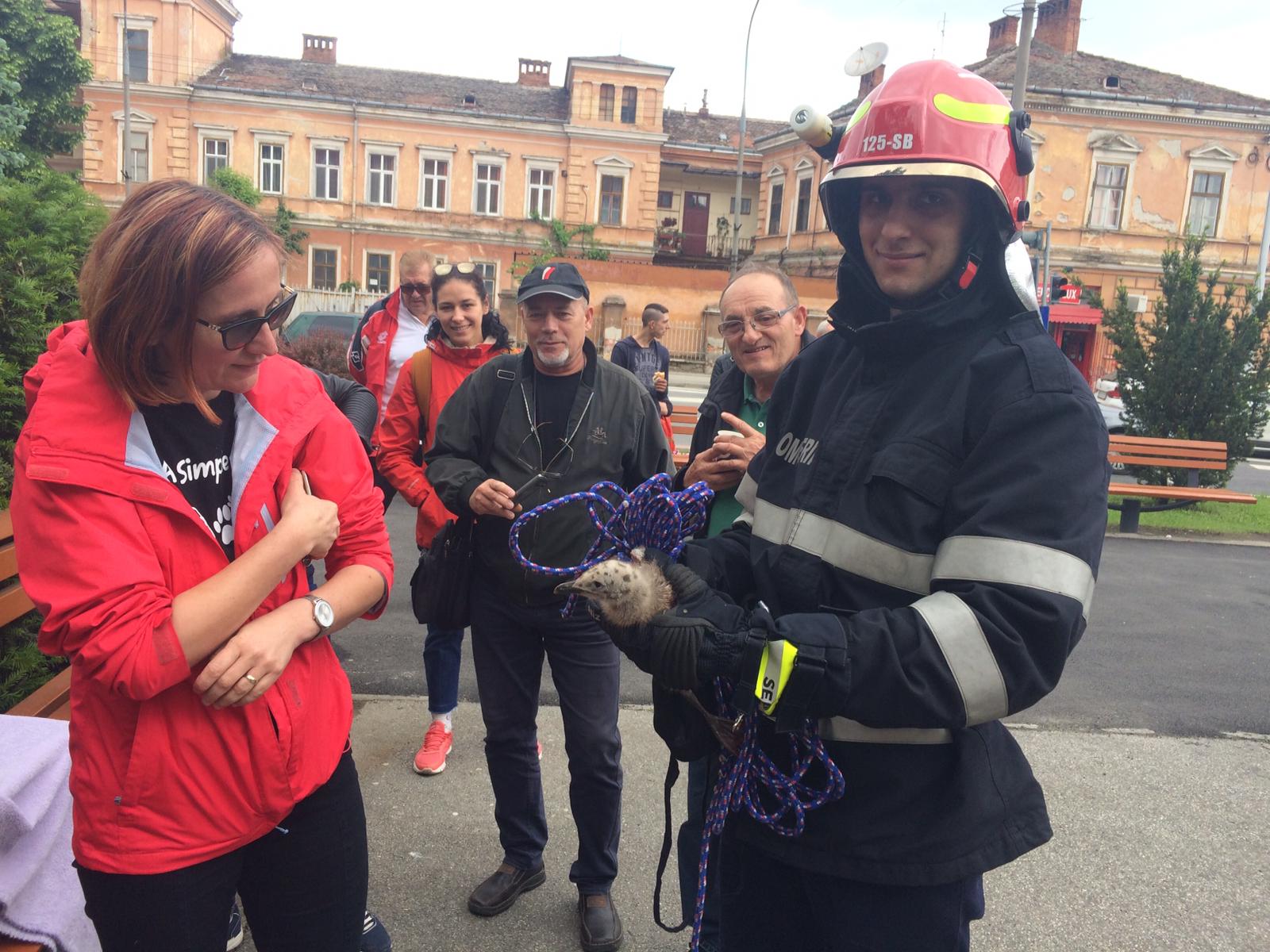 Pompierii salvează pui de pescăruși de pe sediul vechii Primării