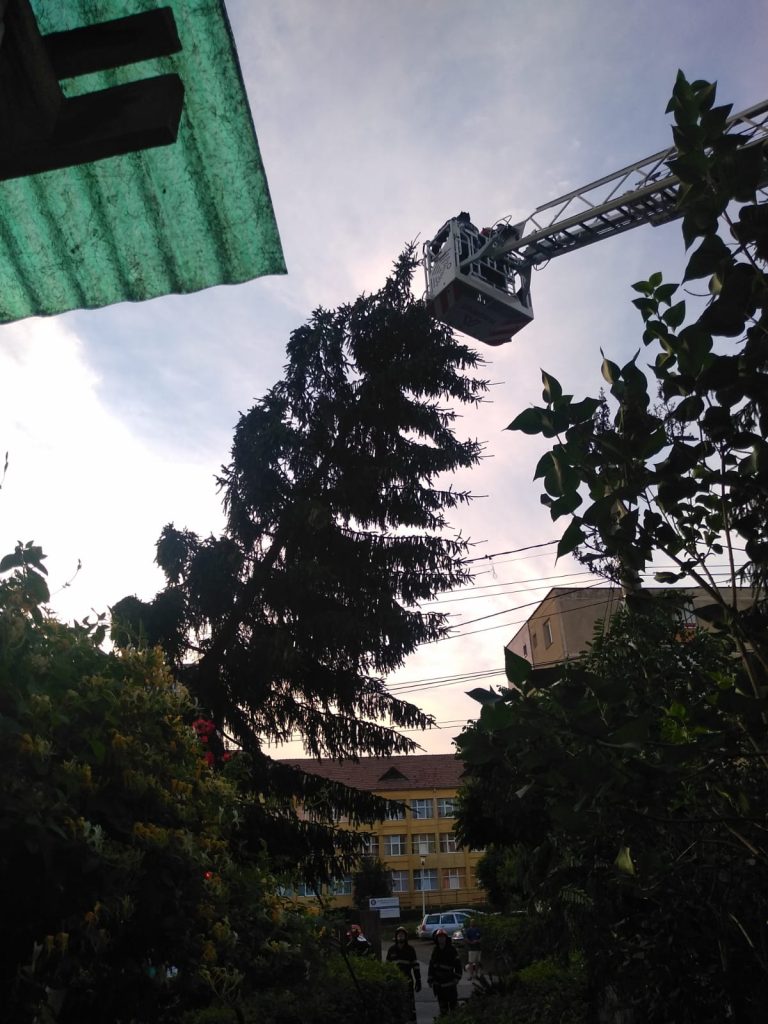 FOTO – Pompierii au înlăturat un brad care risca să rupă liniile de troleibuze și alimentare cu energie electrică