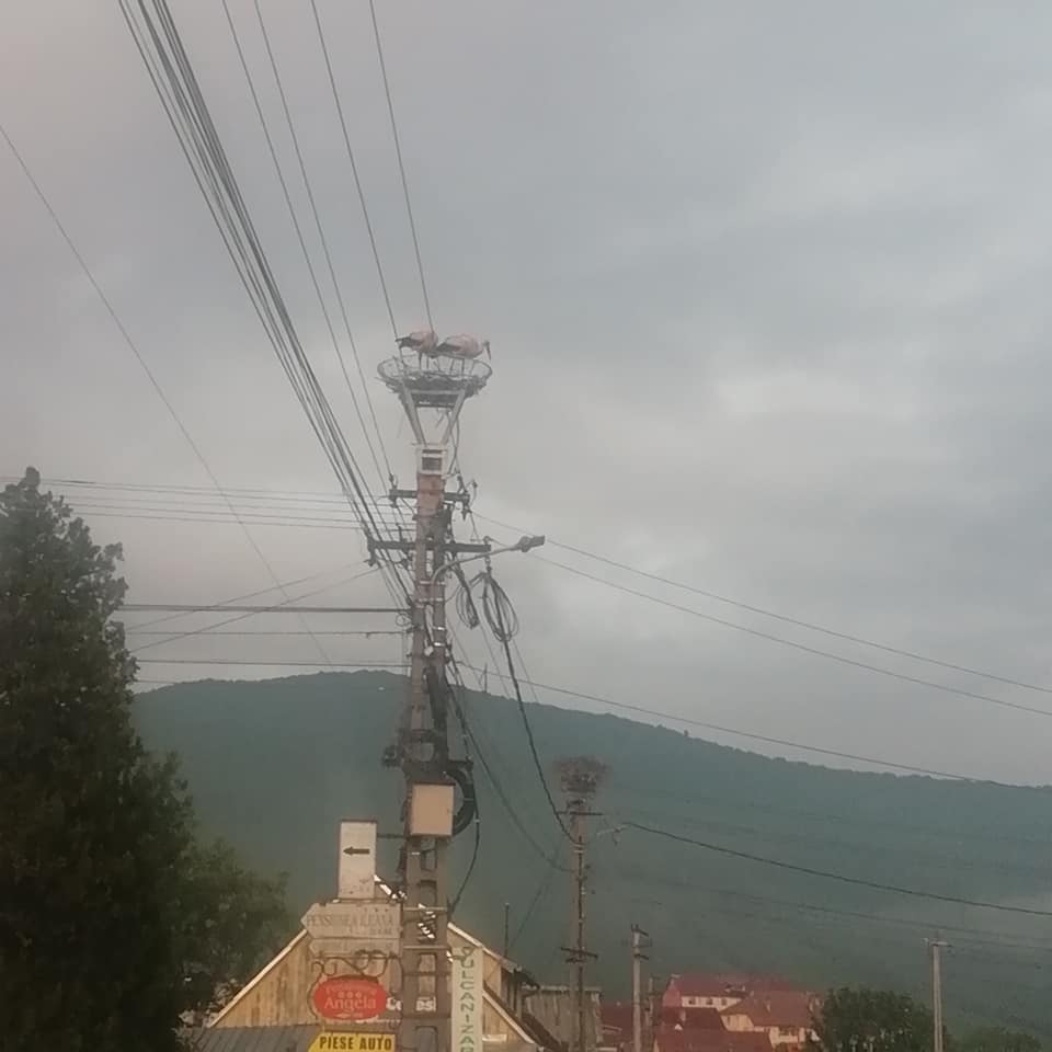 Spre bucuria oamenilor, berzele care au supraviețuit incendiului s-au reîntors