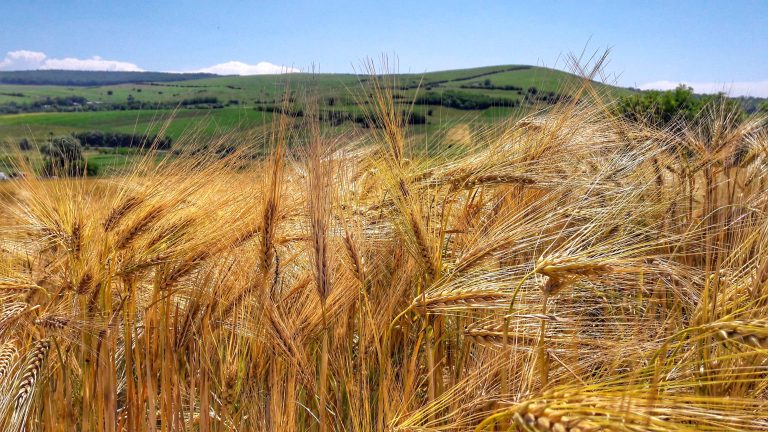 Fermierii români cer restricționarea imediată a importurilor de mărfuri agricole din Ucraina