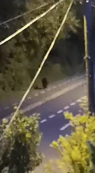 VIDEO | Ursul văzut în Parcul Sub Arini, de negăsit. Jandarmii au reluat căutările