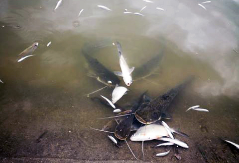 VIDEO & FOTO Val de pești morți pe Olt. Oamenii acuză o posibilă deversare de substanțe poluante, Apele Române spun că de vină sunt algele