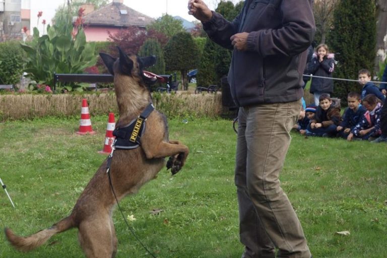 Ziua Internațională a Câinelui marcată printr-o lecție de dresaj canin la Muzeul Gazelor